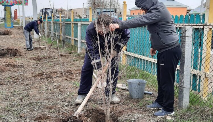 КЕЛЕСТІК ӘР ОТБАСЫ 10 ТҮП КӨШЕТТЕН ОТЫРҒЫЗДЫ