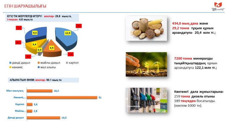 ШЫМКЕНТТЕ БИЫЛ 51 МЫҢ ТОННА КӨГӨНІС ЖИНАУ ЖОСПАРЛАНУДА