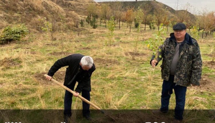 ШЫМСАЯ ШАТҚАЛЫ ЖАСЫЛ ЖЕЛЕККЕ АЙНАЛАДЫ